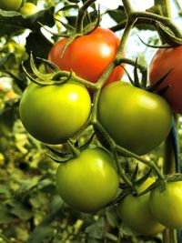 Tomaten an der Rispe